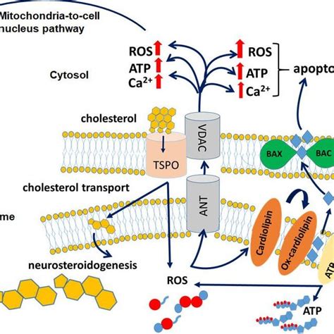 Translocator protein .